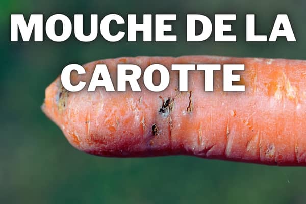 mouche de la carotte