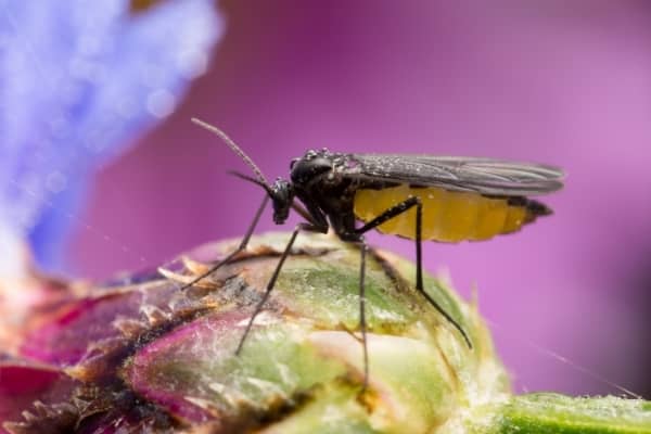 Mauvais karma : la mouche du terreau débarque chez moi ! 