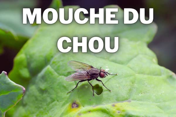 mouche du chou