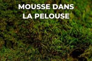 mousse dans la pelouse, mêlée aux brins d'herbe