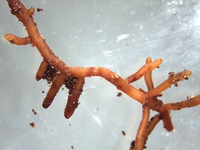 mycorrhize auxine jardinerie alternative colmar