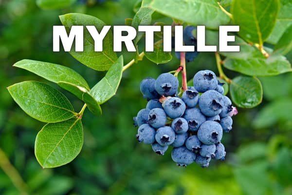 myrtille