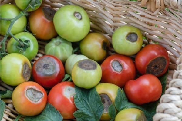 necrose apicale sur les fruits