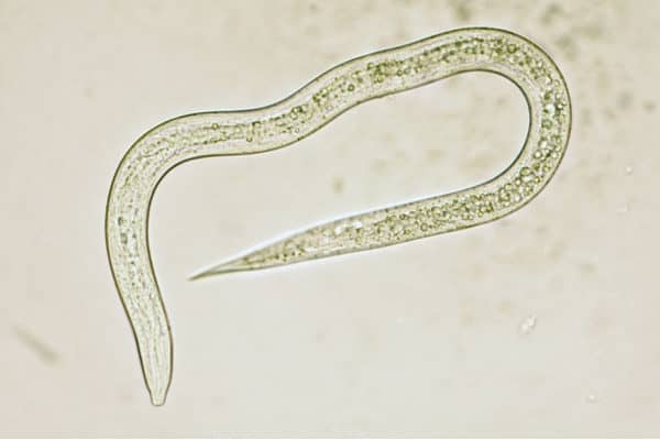 nematode steinernema feltiae lutte contre le carpocapse