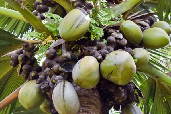 Sol minute - Milieu de culture comprimé de fibres de coco - 10 paquets de  terreau - Jardinage, plantes d’intérieur, fleurs