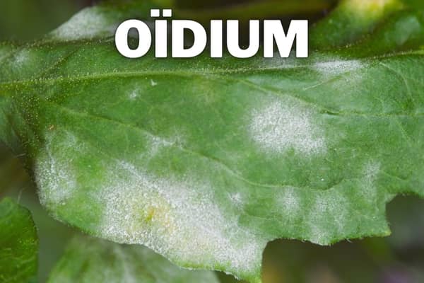 oidium