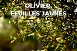 branches d'olivier aux feuilles tirant sur le jaune dans la lumière