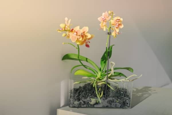 orchidee cultivee dans la pomice