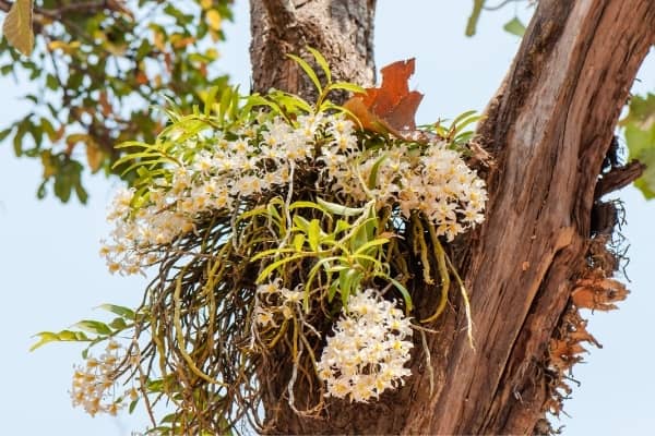 Voici pourquoi il faut mettre vos orchidées dans des pots transparents !