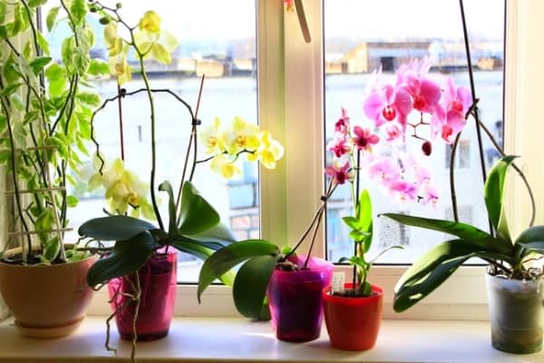 Faire refleurir une orchidée phalaenopsis