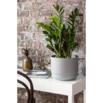 orthex paulina 17cm plantes d interieur