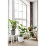 orthex paulina pots self watering