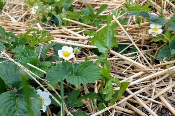 paillage des fraises dans un jardin biologique