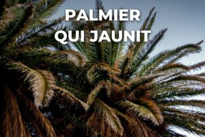 Palmier phoenix dont les palmes basses jaunissent et sèchent