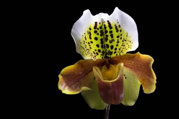 paphiopedilum sabot de venus