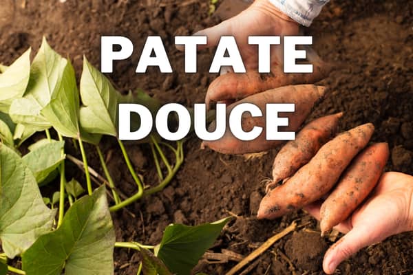 patate douce