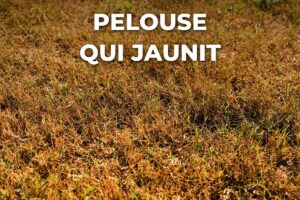 pelouse qui jaunit, brins secs et brins verts mêlés