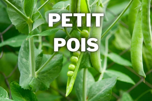 petit pois