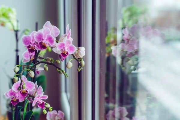 phalaenopsis