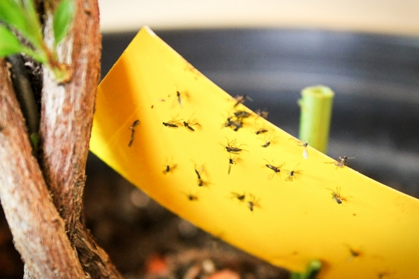 Piège englué anti moucherons pour plantes d'intérieur