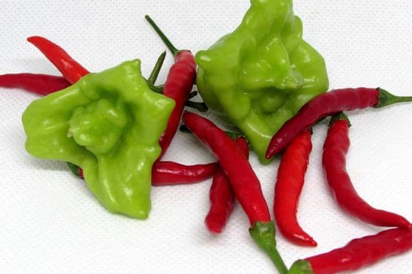 60 Graines des 6 PIMENTS LES PLUS FORTS DU MONDE, Coll. 6 + Guide: CAROLINA  REAPER, MORUGA YELLOW, BROWN BHUTLAH, BORG 9, BHUT JOLOKIA, HABANERO RED  SAVINA : : Jardin