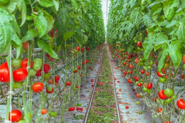 plant de tomate hors sol sur tuteur en ficelle