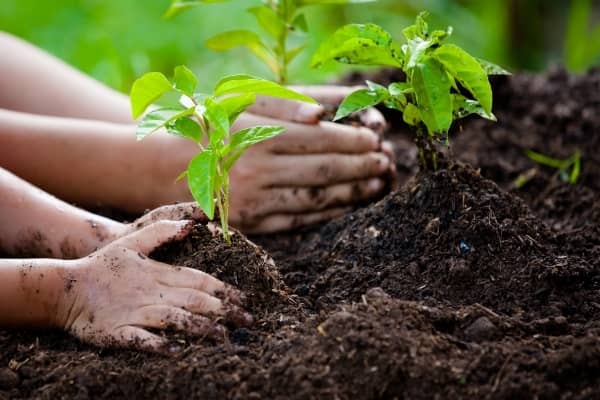 plantation de tomate avec du lombricompost