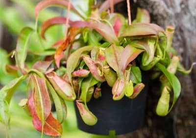 plante carnivore nepenthes sphaigne culture pot auxine jardinerie alternative colmar