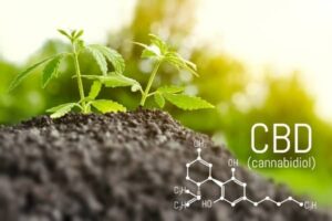 plante de cbd
