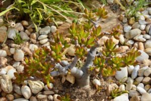 plante grasse crassula exterieur