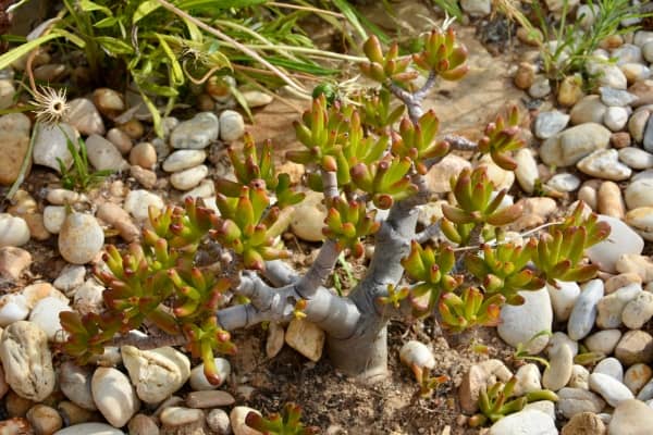 Plantes grasses à cultiver en extérieur