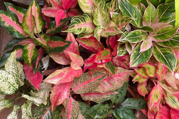 plante interieur aglaonema pour ombre