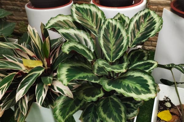 plante interieur calathea pour ombre