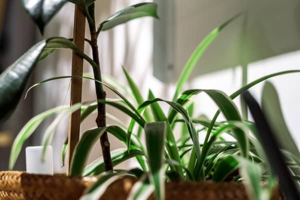 Plante d'intérieur d'ombre : 9 espèces qui se plairont chez vous