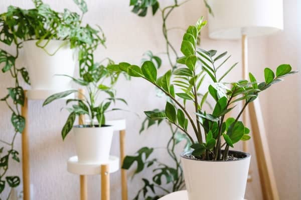 plante interieur zz plante pour ombre