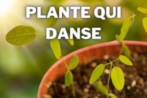 plante qui danse desmodium gyrans