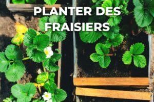 fraisiers plantés en bac dans un terreau enrichi d'engrais
