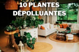 plantes d interieur depolluantes