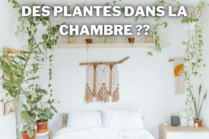 plantes en chambre