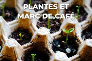 semis en boîte à œufs, de jeunes plantes qui n'aiment pas le marc de café