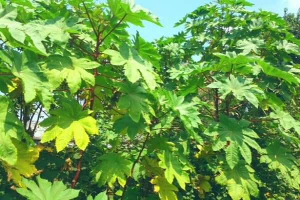 Ricinus communis