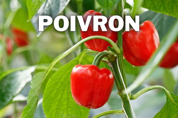 poivron