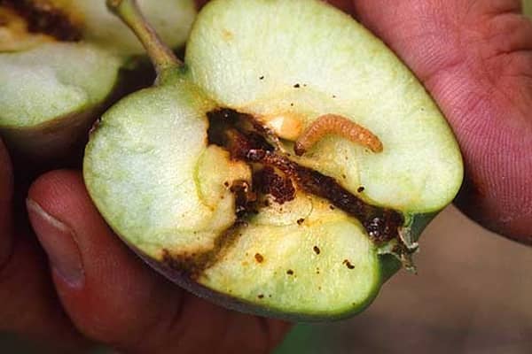 pomme attaquée par une chenille