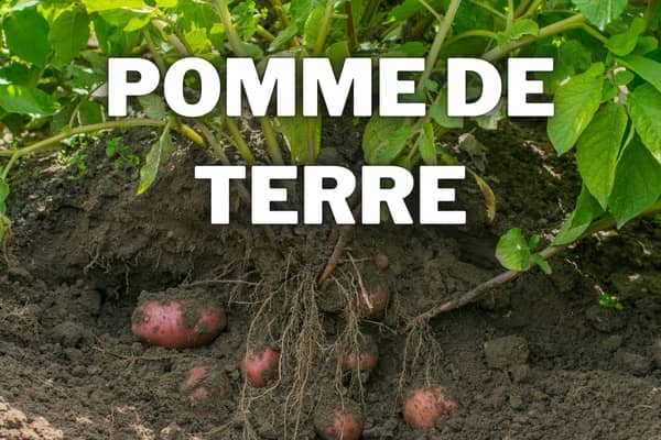 pomme de terre