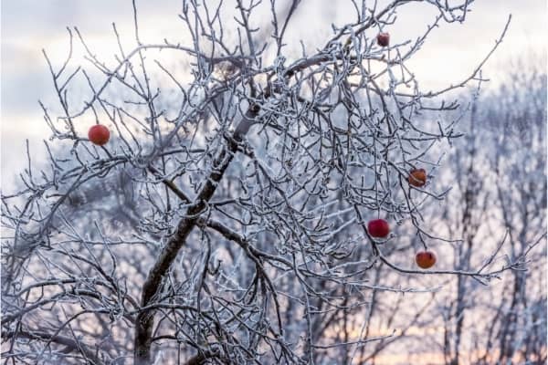 pomme sur arbre gele en janvier