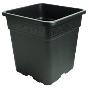 pot carre noir npb nuevo pasquini y bini vega
