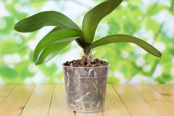 Coupe remplie de billes d'argile sous un phalaenopsis en pot