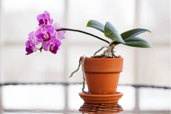 Quel terreau utiliser pour les orchidées ? - Jardiland