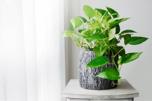 8 plantes d'intérieur adaptées à l'hydroculture - Culture en intérieur