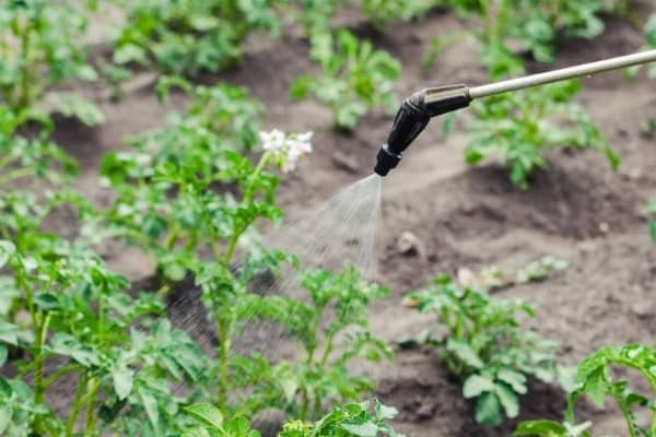 pulveriser les plantes avec du sel d epsom auxine jardinerie alternative colmar